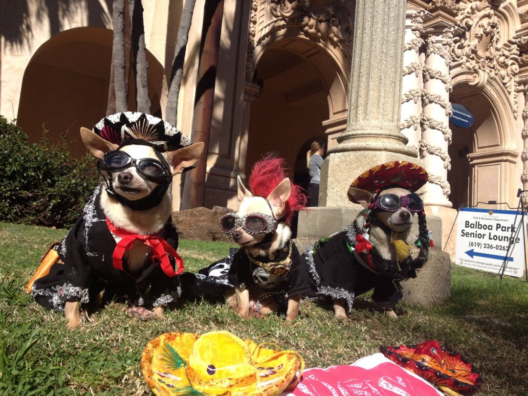 3 chihuahua dogs dressed in traditional mariachi garb including hats. Outside of Balboa Park San Diego